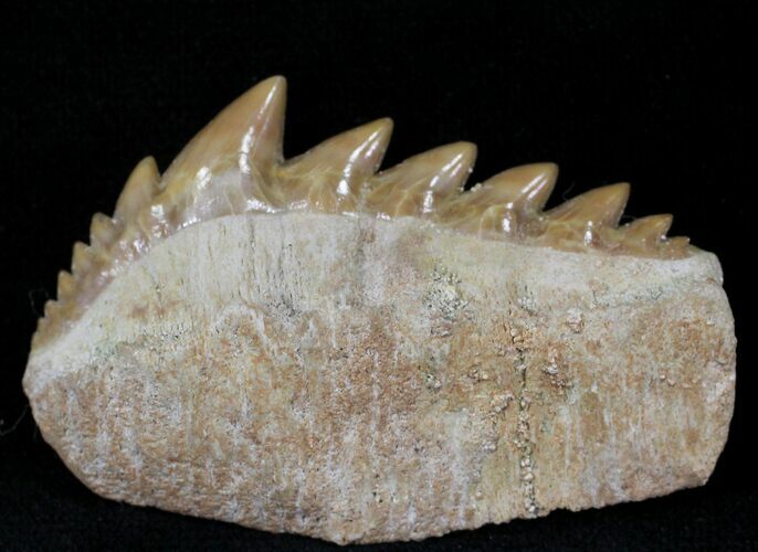 Fossil Cow Shark (Notorynchus) Tooth - Morocco #24502